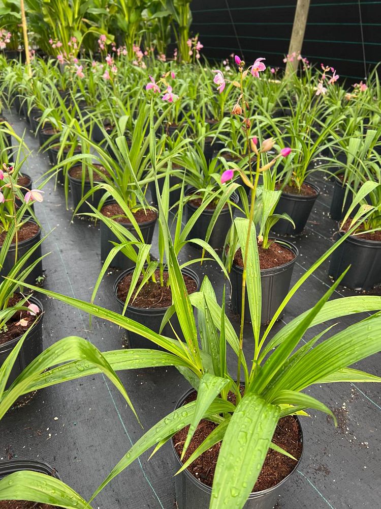 spathoglottis-harmony