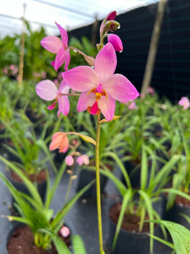 spathoglottis-harmony