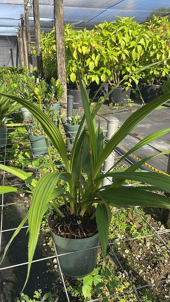 spathoglottis-lemon-kiss-ground-orchid