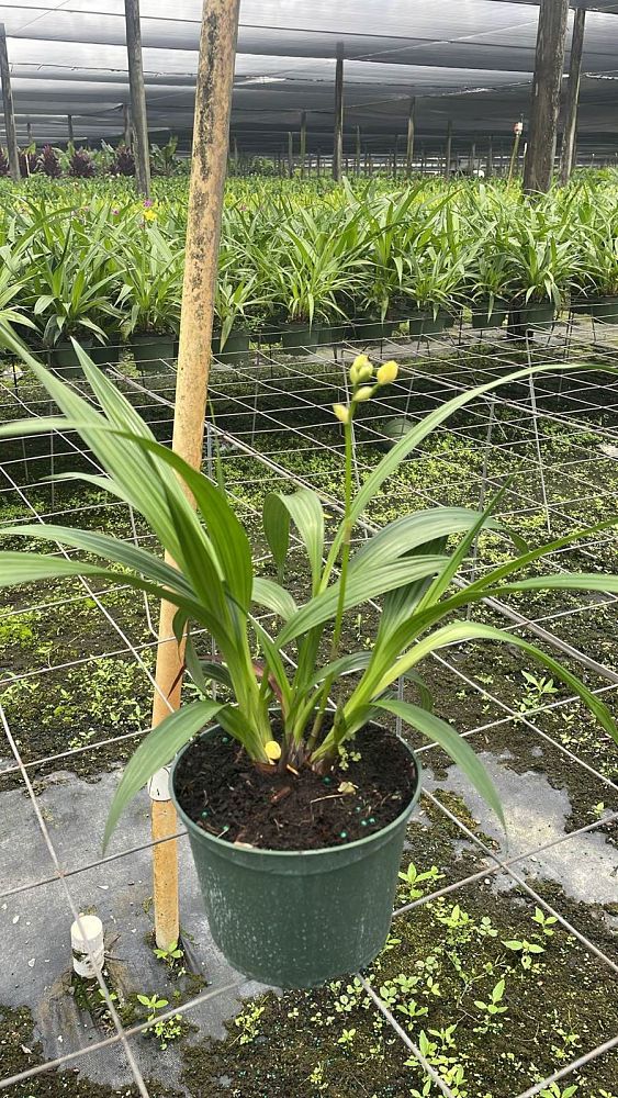 spathoglottis-lemon-kiss-ground-orchid