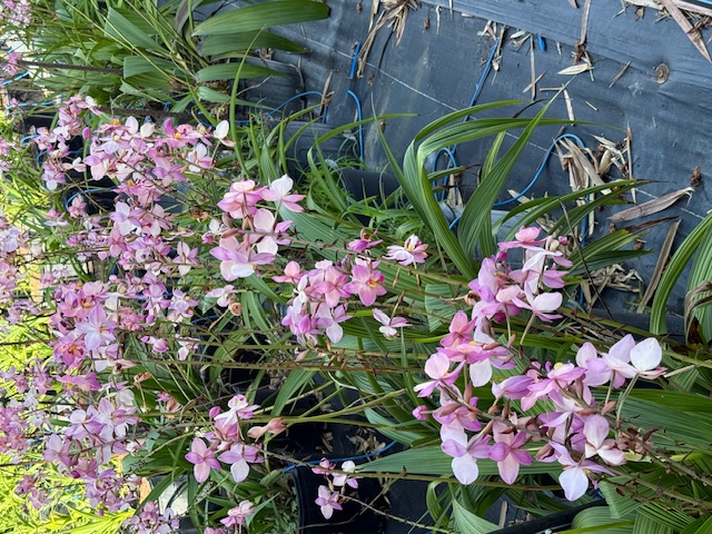 spathoglottis-pinkette-ground-orchid