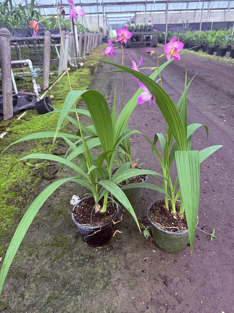 spathoglottis-plicata-julia-ground-orchid