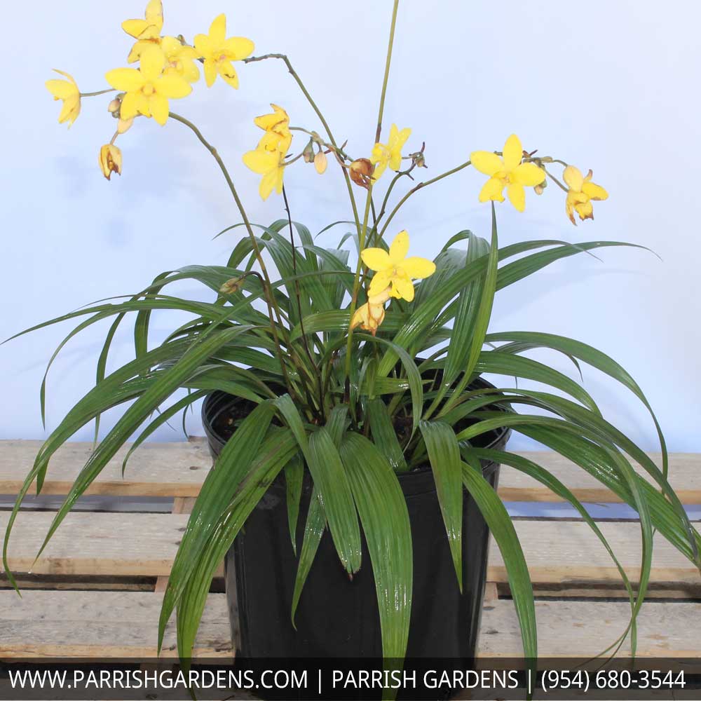 spathoglottis-plicata-purple-ground-orchid