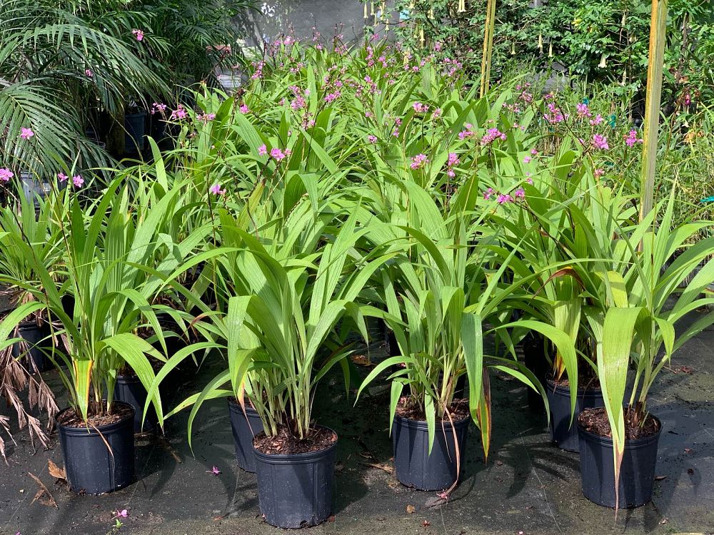 spathoglottis-plicata-purple-ground-orchid