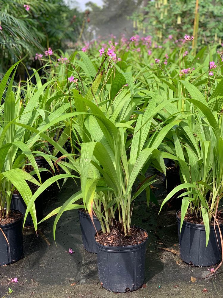 spathoglottis-plicata-purple-ground-orchid