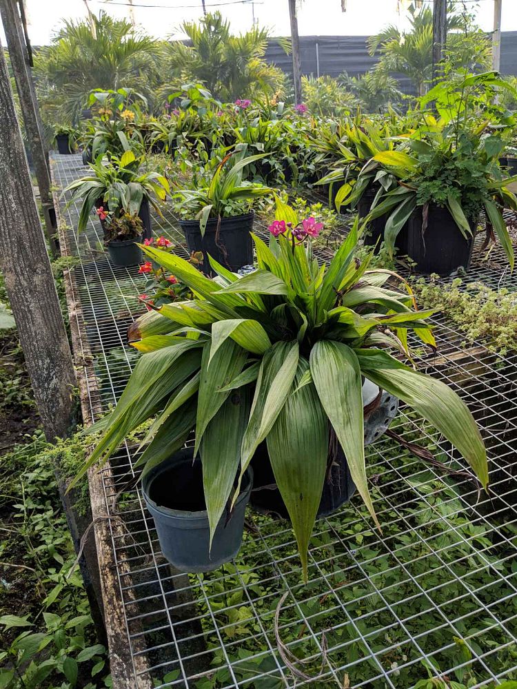 spathoglottis-plicata-purple-ground-orchid