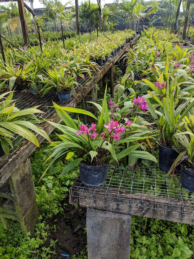 spathoglottis-plicata-purple-ground-orchid