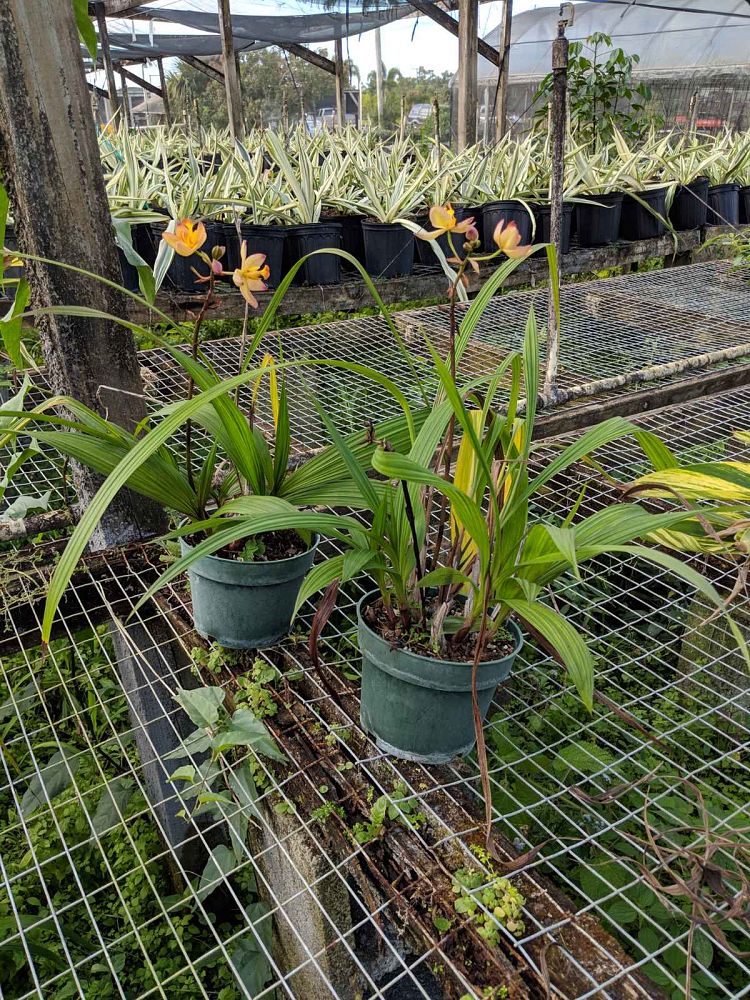 spathoglottis-plicata-purple-ground-orchid