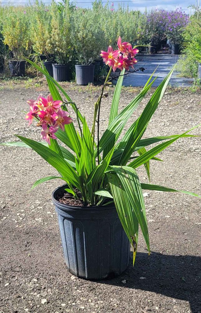 spathoglottis-plicata-purple-ground-orchid