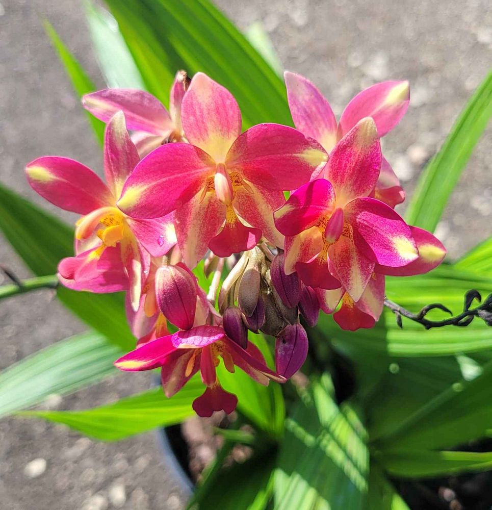 spathoglottis-plicata-purple-ground-orchid