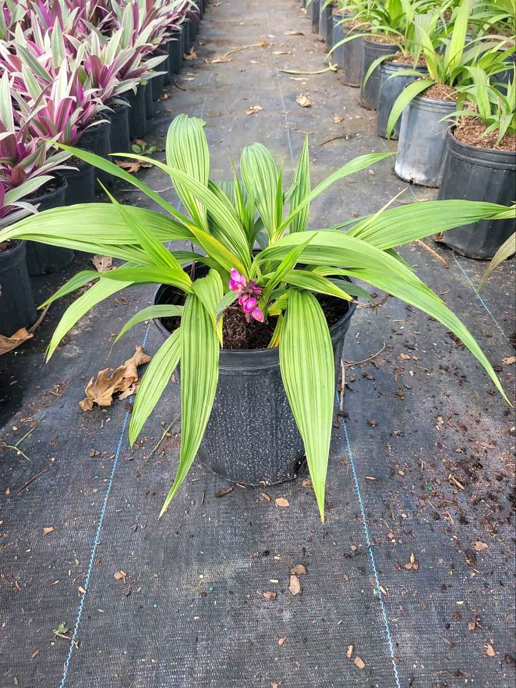 spathoglottis-plicata-purple-ground-orchid