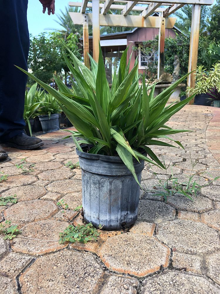 spathoglottis-plicata-purple-ground-orchid
