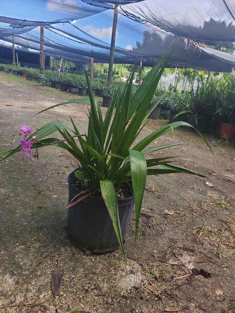 spathoglottis-plicata-purple-ground-orchid