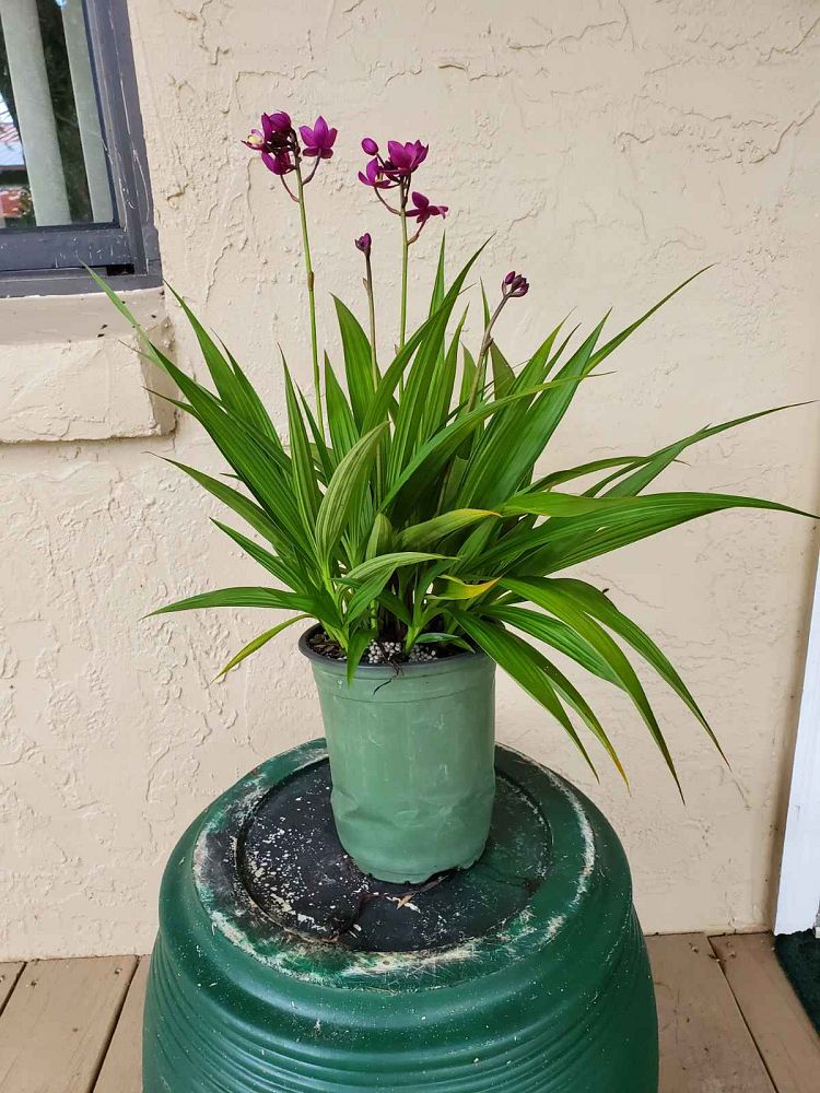 spathoglottis-plicata-purple-ground-orchid
