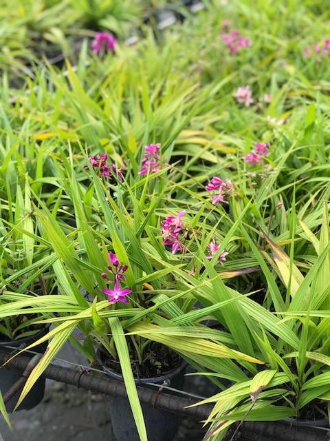 spathoglottis-plicata-purple-ground-orchid