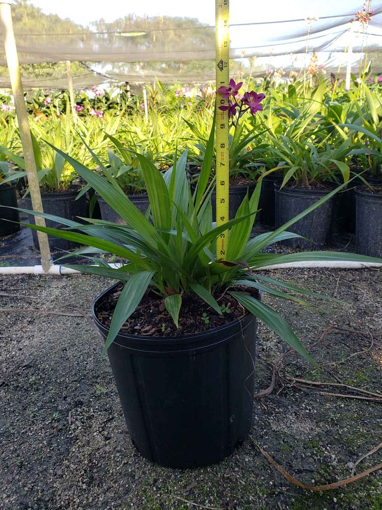 spathoglottis-plicata-purple-ground-orchid