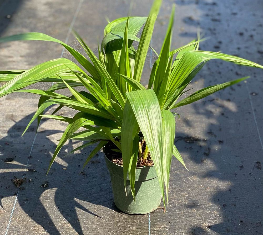 spathoglottis-plicata-purple-ground-orchid