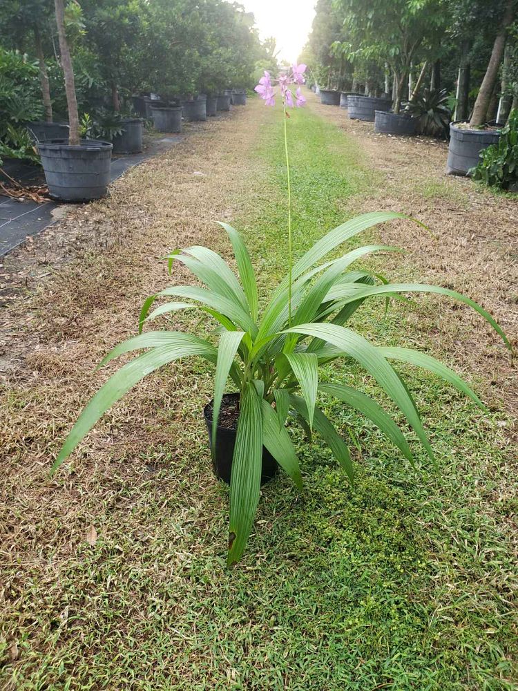 spathoglottis-plicata-purple-ground-orchid