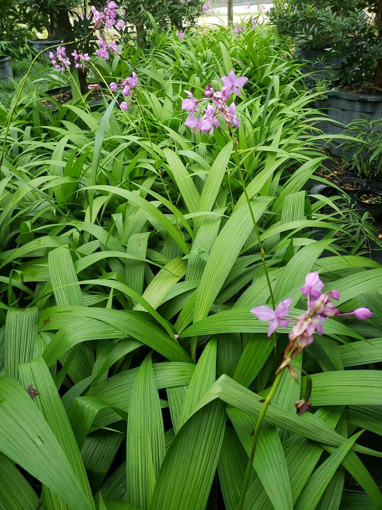 spathoglottis-plicata-purple-ground-orchid