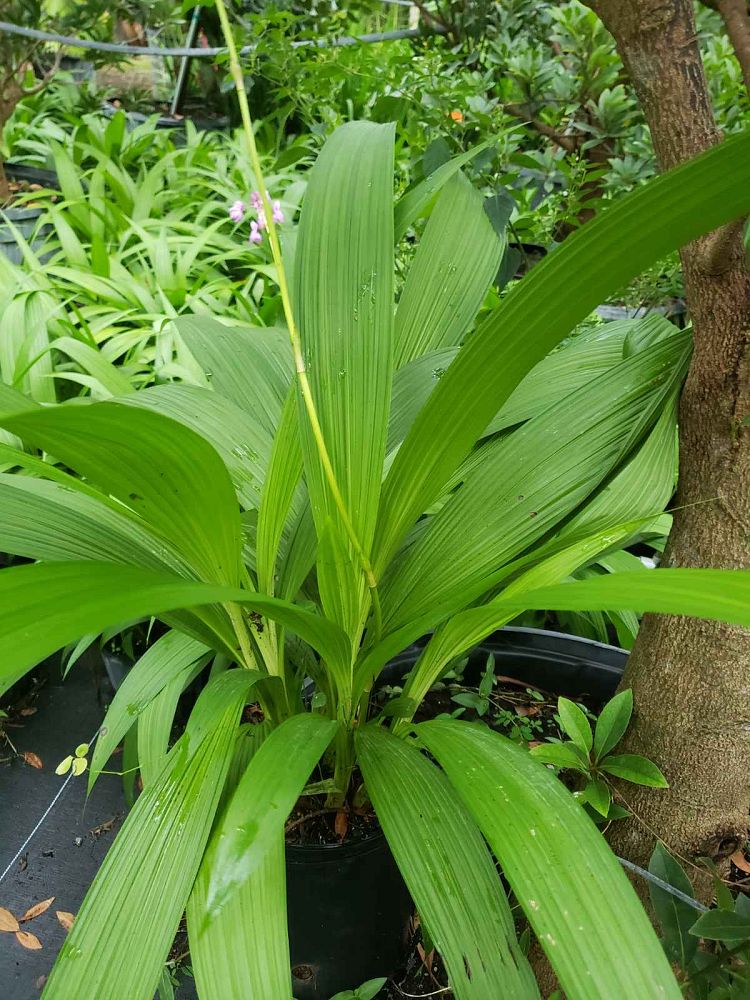 spathoglottis-plicata-purple-ground-orchid