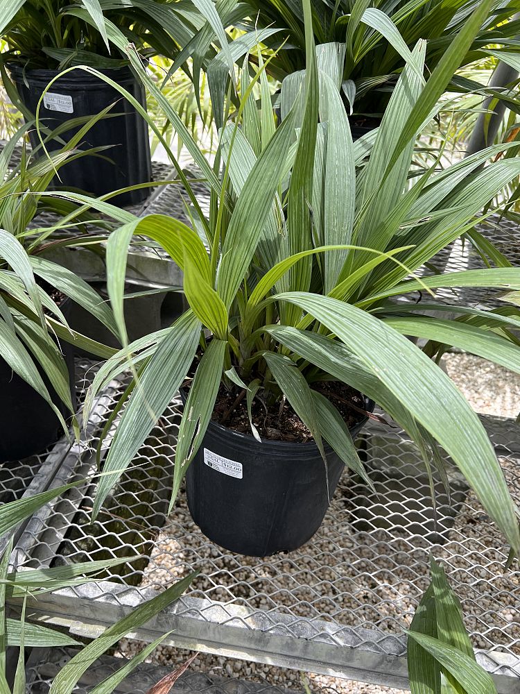 spathoglottis-plicata-purple-ground-orchid