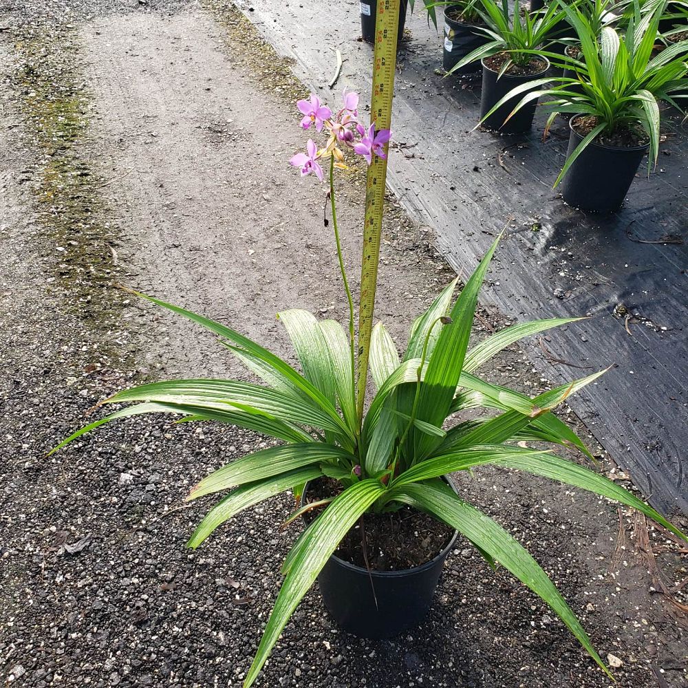 spathoglottis-plicata-purple-ground-orchid
