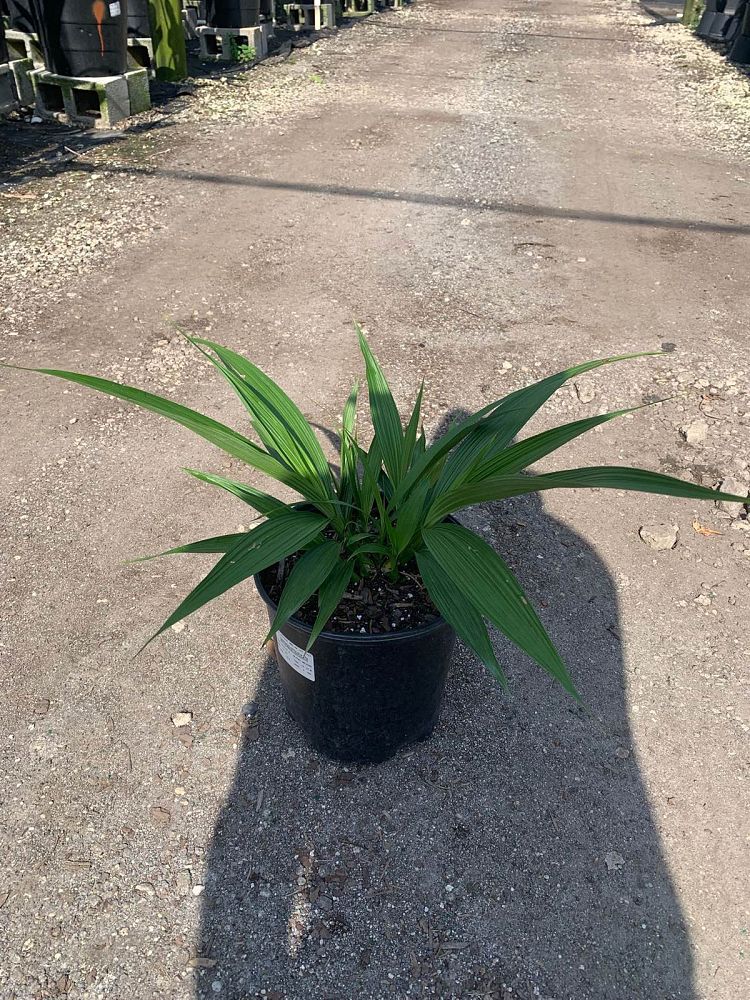 spathoglottis-plicata-purple-ground-orchid
