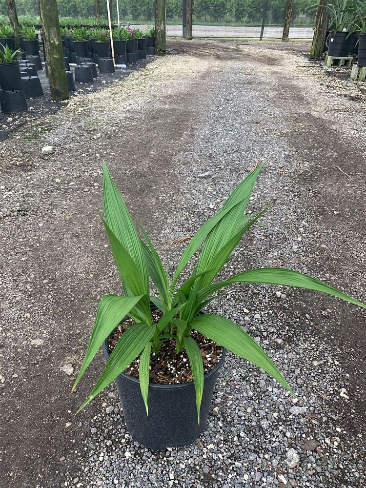 spathoglottis-plicata-purple-ground-orchid