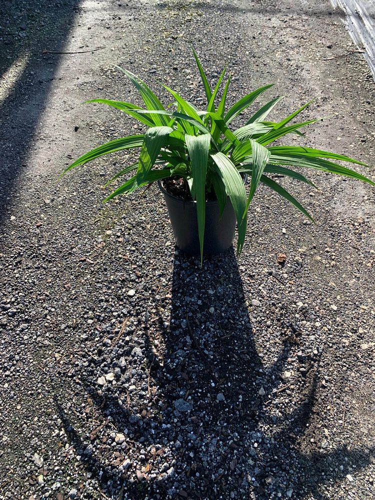 spathoglottis-plicata-purple-ground-orchid