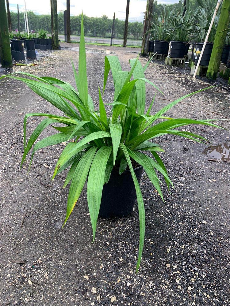 spathoglottis-plicata-purple-ground-orchid