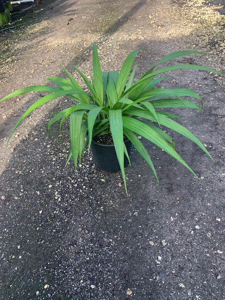 spathoglottis-plicata-purple-ground-orchid