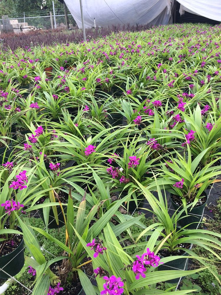 spathoglottis-purple-passion-ground-orchid