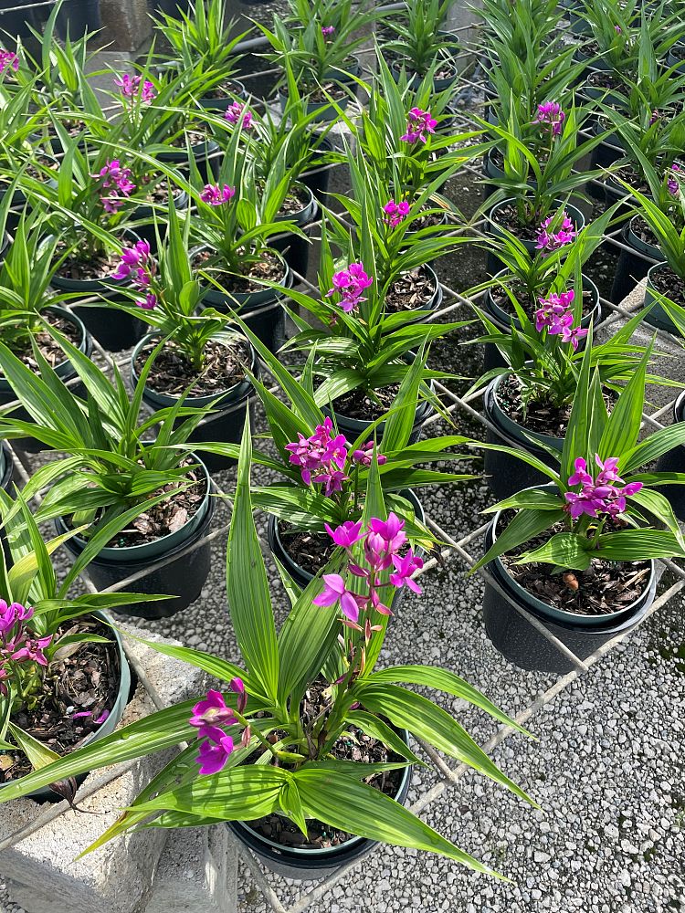 spathoglottis-purple-passion-ground-orchid