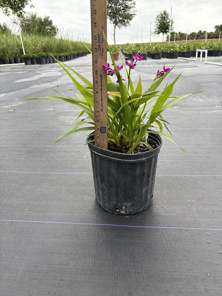 spathoglottis-purple-passion-ground-orchid