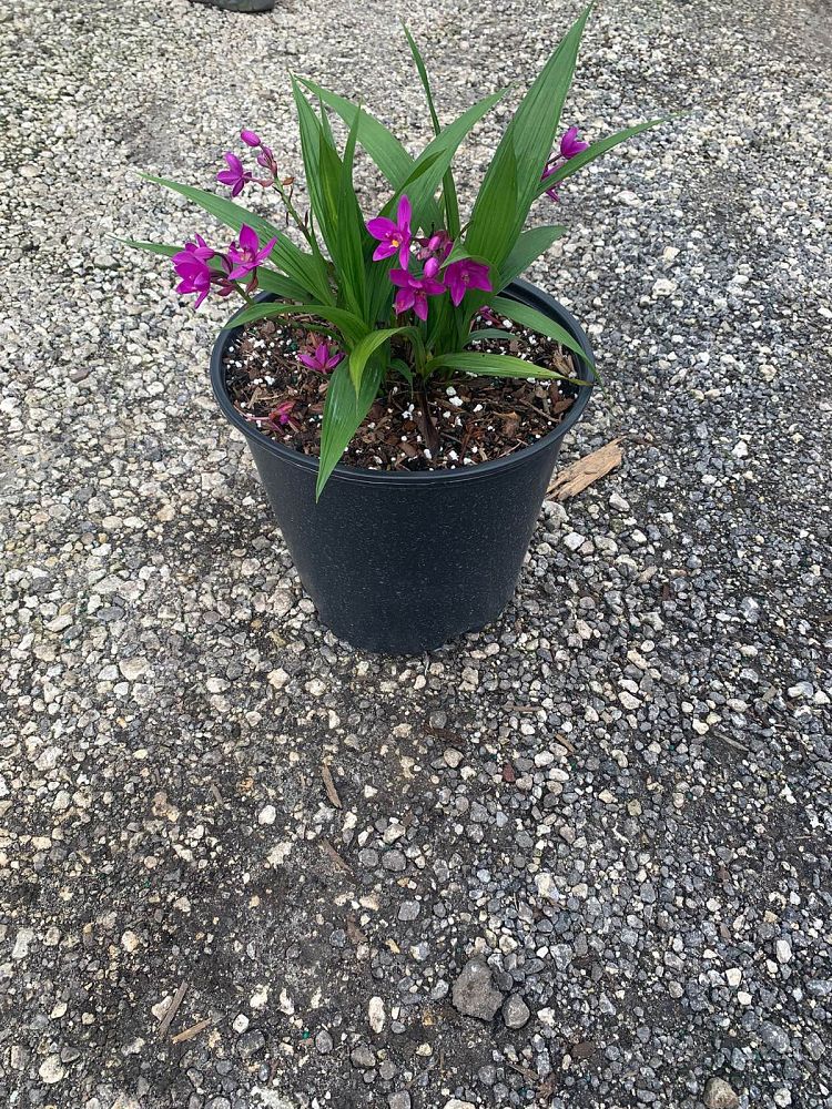 spathoglottis-purple-passion-ground-orchid
