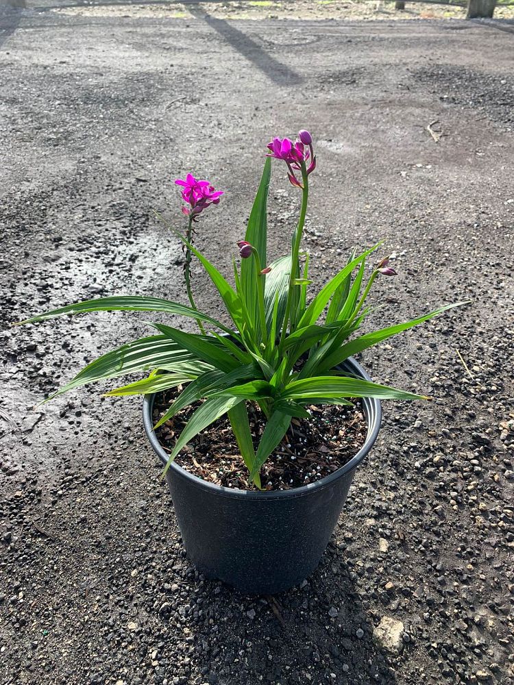 spathoglottis-purple-passion-ground-orchid