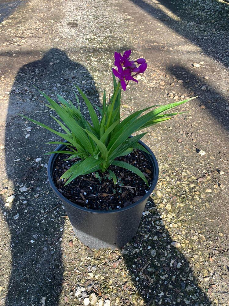 spathoglottis-purple-passion-ground-orchid