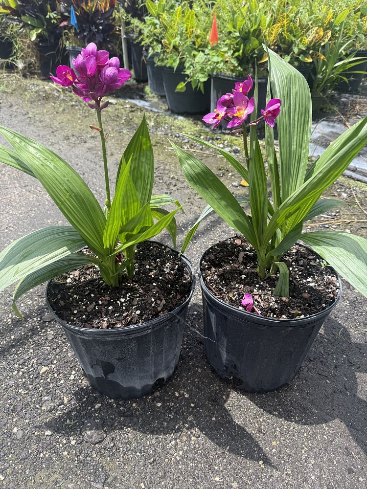 spathoglottis-purple-passion-ground-orchid