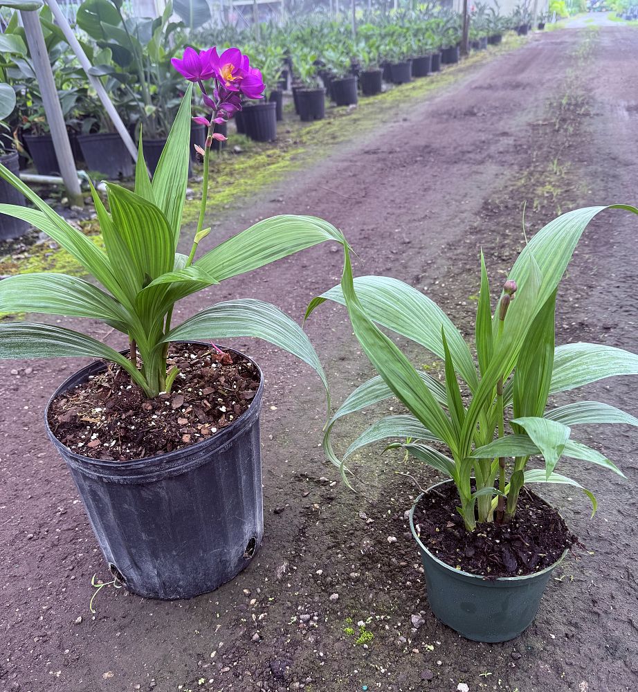 spathoglottis-purple-passion-ground-orchid