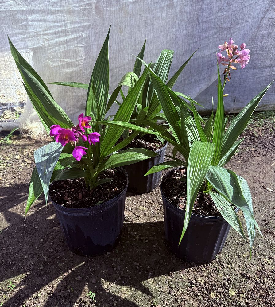 spathoglottis-purple-passion-ground-orchid