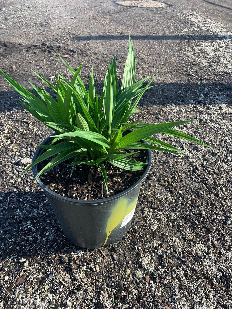 spathoglottis-purple-passion-ground-orchid