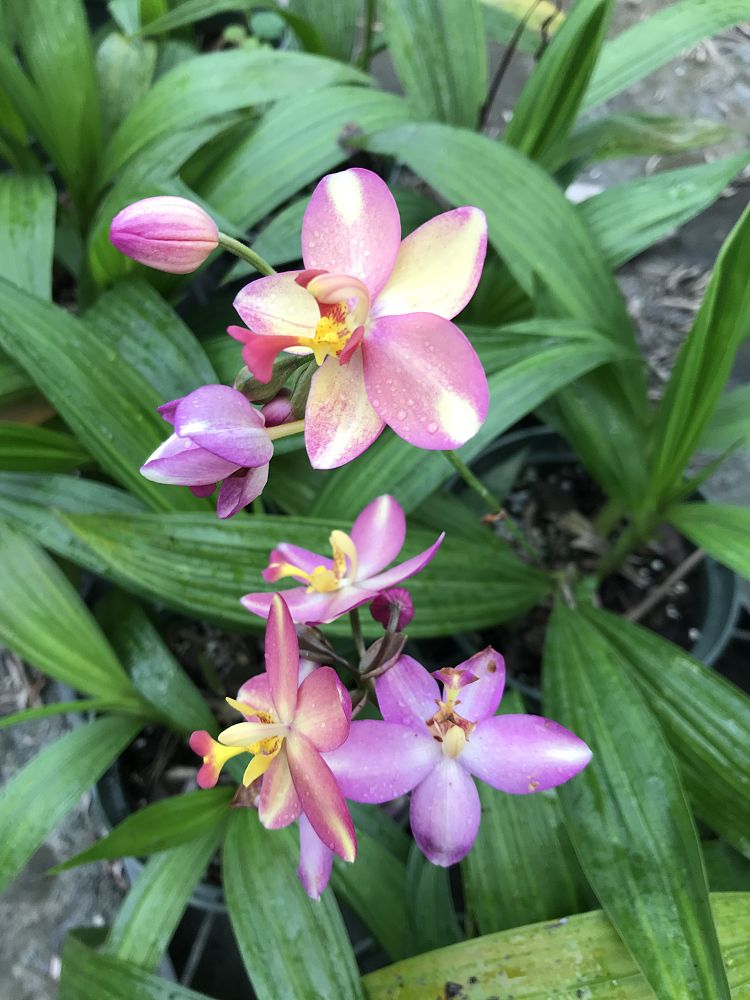 spathoglottis-siam-fancy-ground-orchid