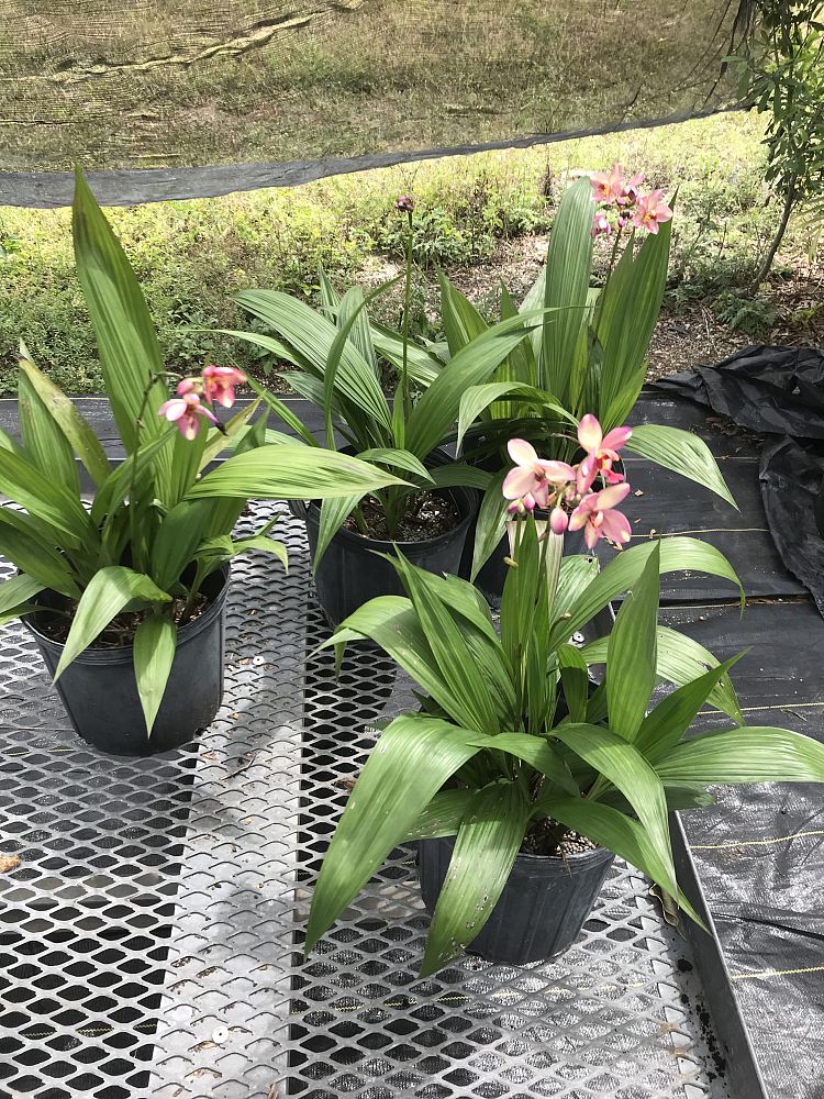 spathoglottis-siam-fancy-ground-orchid