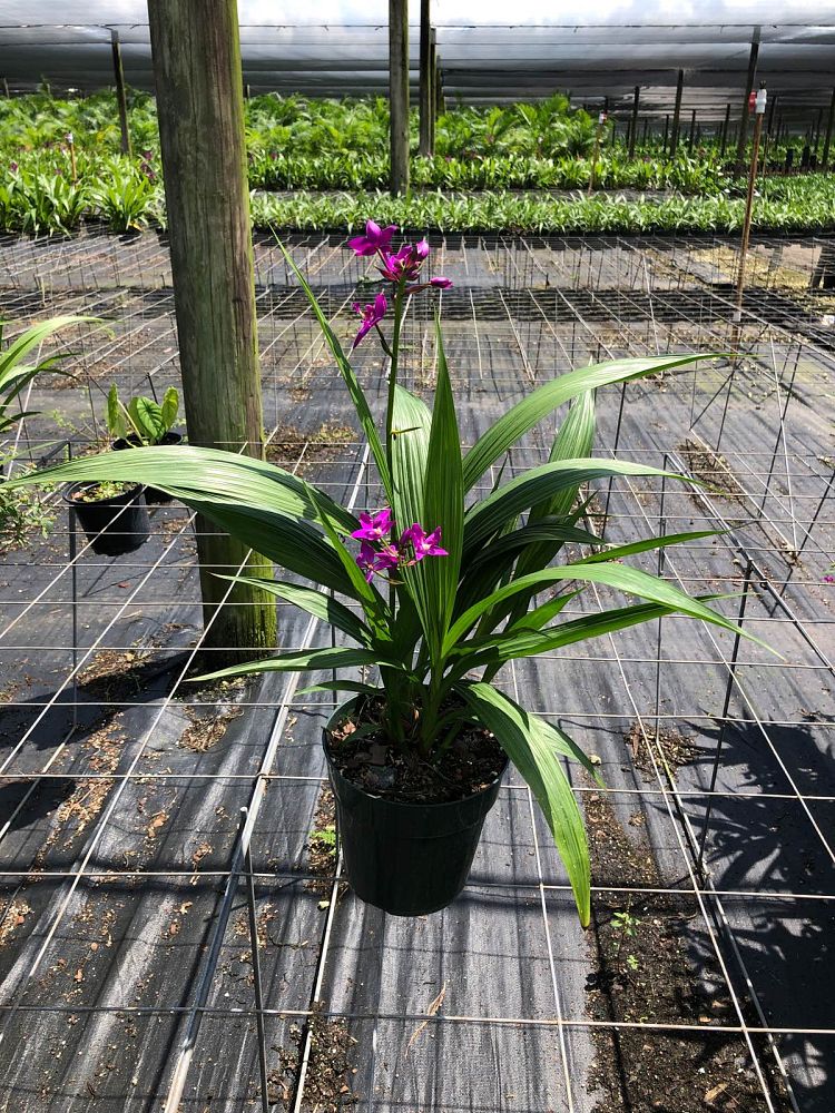 spathoglottis-sorbet-moonlit-grape-ground-orchid
