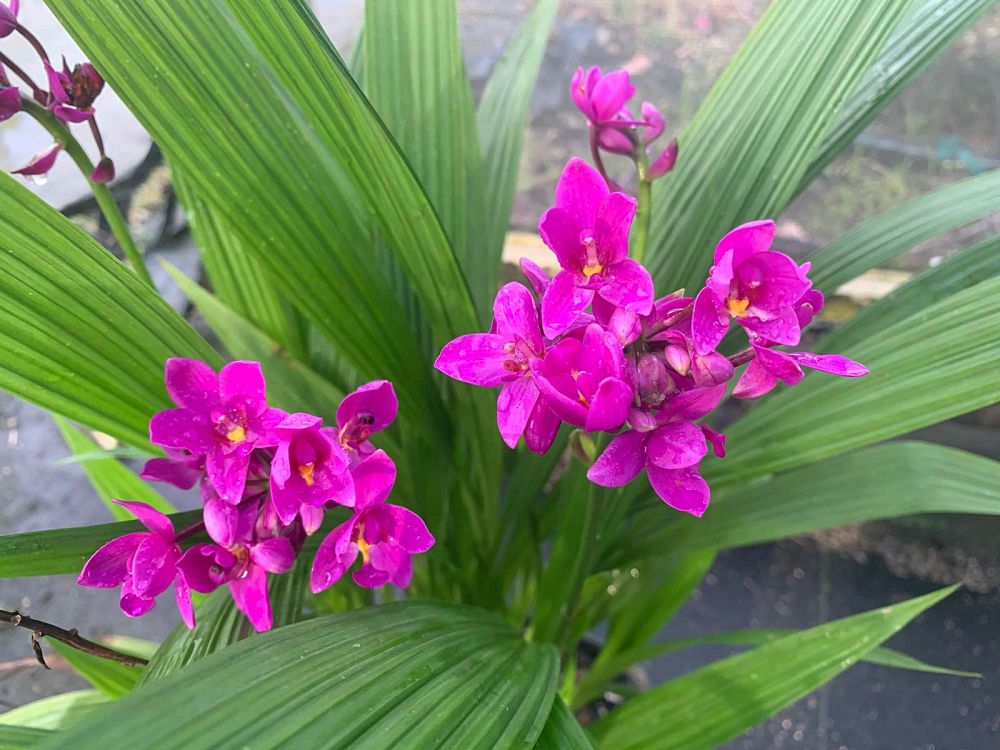 spathoglottis-sorbet-moonlit-grape-ground-orchid