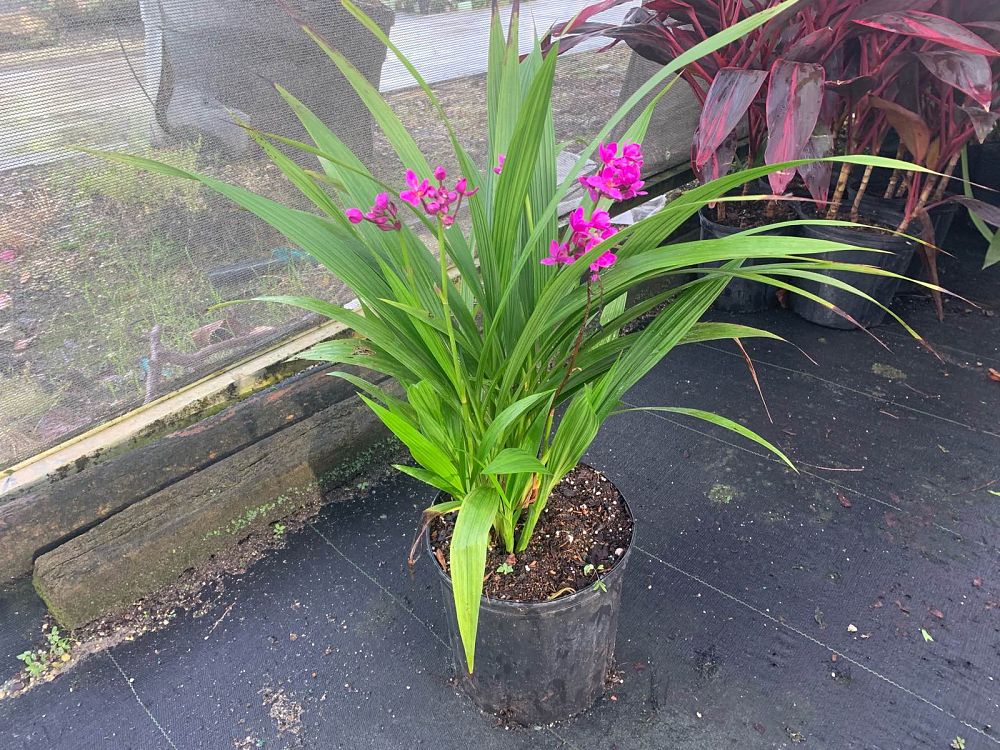 spathoglottis-sorbet-moonlit-grape-ground-orchid