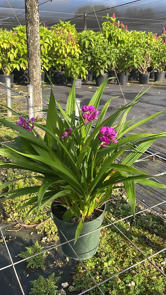 spathoglottis-sorbet-moonlit-grape-ground-orchid