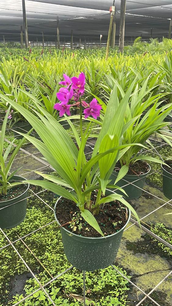 spathoglottis-sorbet-moonlit-grape-ground-orchid