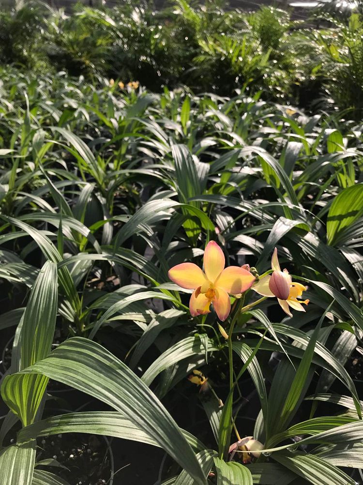 spathoglottis-sorbet-tropical-punch-ground-orchid