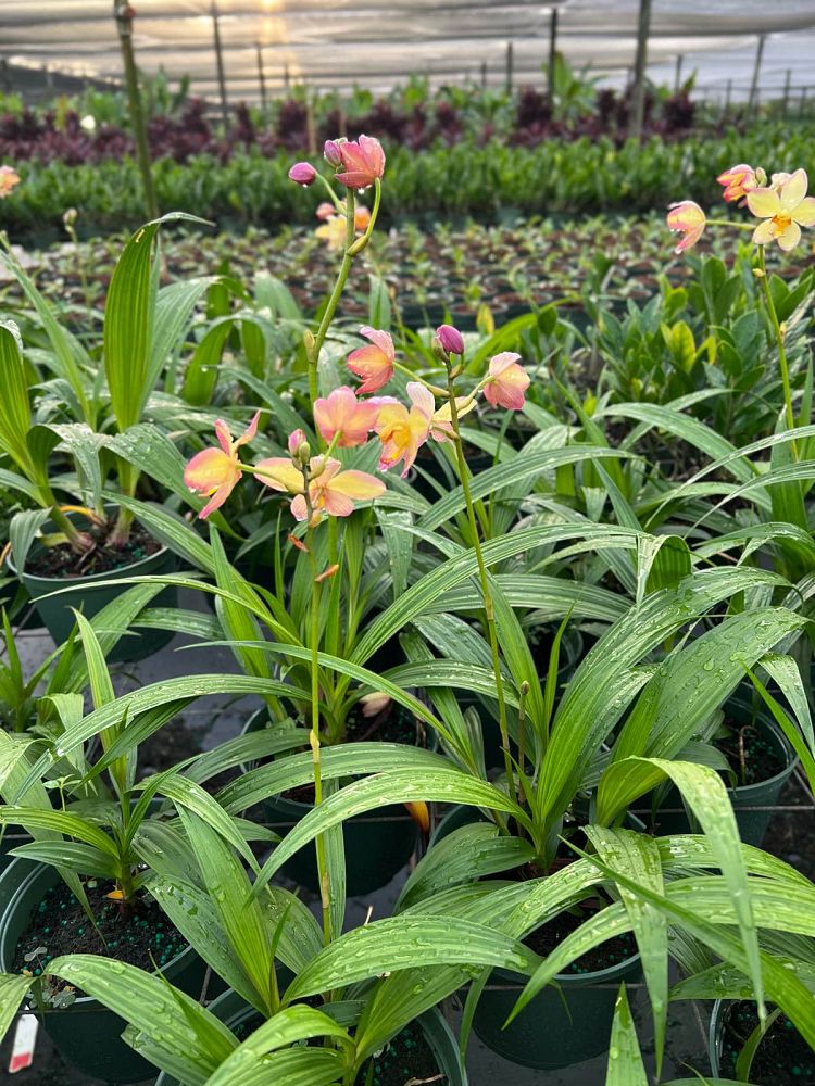 spathoglottis-sorbet-tropical-punch-ground-orchid
